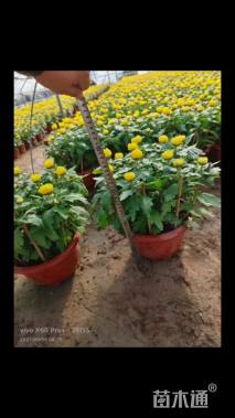 高度10厘米菊花