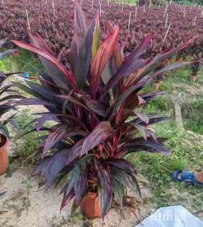 高度50厘米亮叶朱蕉