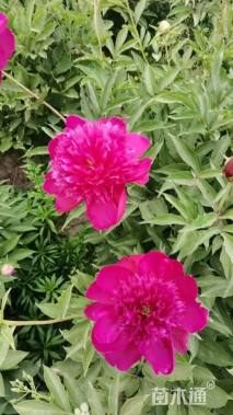 高度30厘米芍药