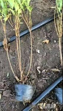 高度40厘米红王子锦带