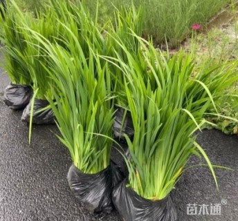 高度40厘米黄菖蒲