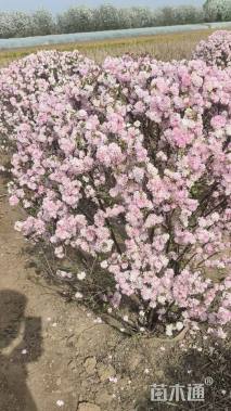 高度100厘米麦李