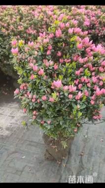 高度50厘米春鹃小苗