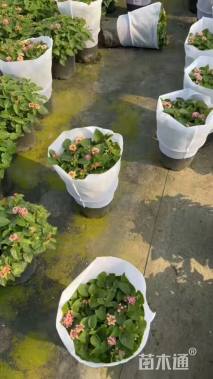 冠幅25厘米五色梅