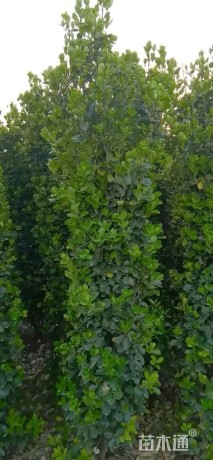 高度250厘米北海道黄杨柱