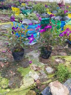 高度25厘米巴西野牡丹