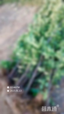 高度220厘米北海道黄杨