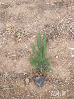 高度40厘米黑松小苗