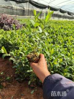 高度20厘米金丝桃