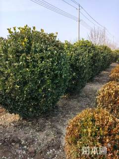 冠幅150厘米大叶黄杨球