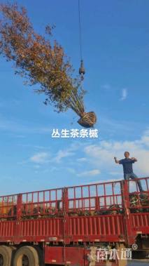 高度400厘米丛生茶条槭
