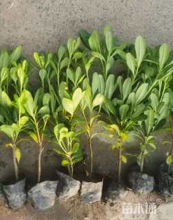 高度20厘米海桐