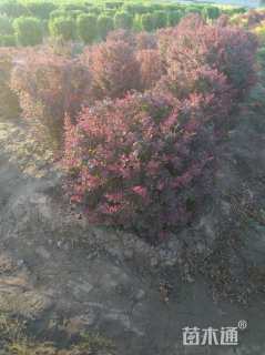 冠幅100厘米紫叶小檗球