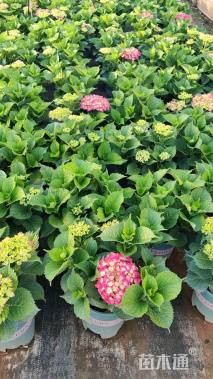 高度30厘米绣球