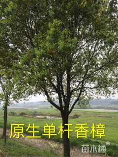 55公分香樟