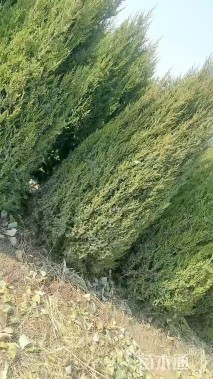 高度220厘米塔柏