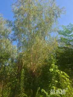 15公分金丝垂柳