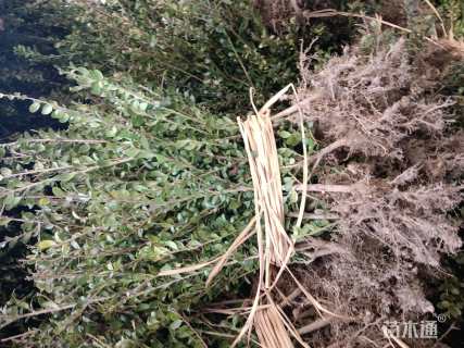 高度50厘米龟甲冬青