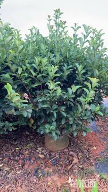 高度40厘米欧洲荚蒾