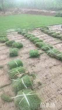 草卷状马尼拉草