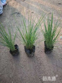 高度15厘米坡地毛冠草