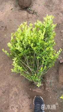 高度60厘米金叶女贞