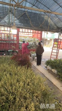 高度40厘米银姬小蜡