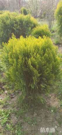 冠幅170厘米洒金柏球