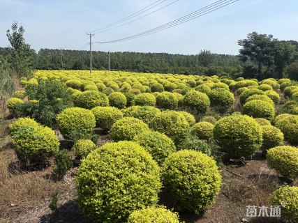 冠幅120厘米亮晶女贞球