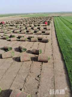 草毯状百慕大草