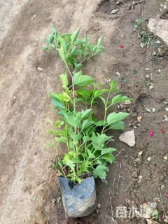 高度100厘米天目琼花