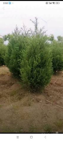 高度100厘米塔柏