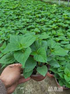 高度15厘米一串红