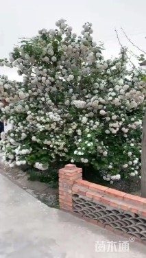 高度550厘米木绣球