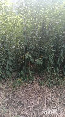 高度60厘米李子树