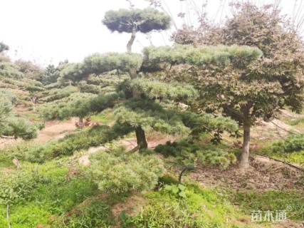 15公分造型树桩盆景-->造型日本五针松