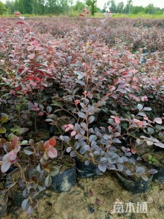 高度40厘米红花继木小苗