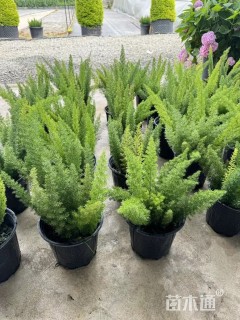 高度30厘米狐尾天门冬