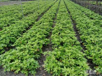 高度30厘米熊掌木小苗