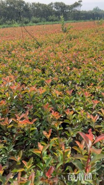 高度50厘米红叶石楠小苗