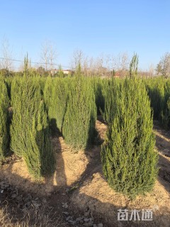 高度1.5厘米桧柏