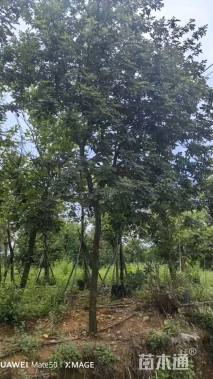 22公分紫花风铃木