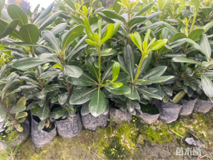 高度25厘米海桐