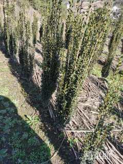 高度100厘米直立冬青