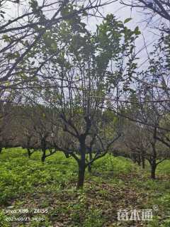 14公分柿树