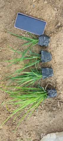 高度20厘米崂峪苔草