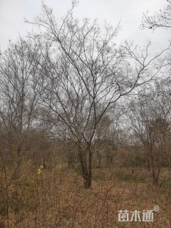 10公分(3杆)丛生榔榆