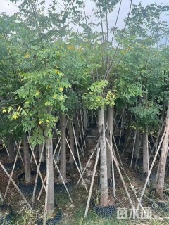 20公分黄山栾树