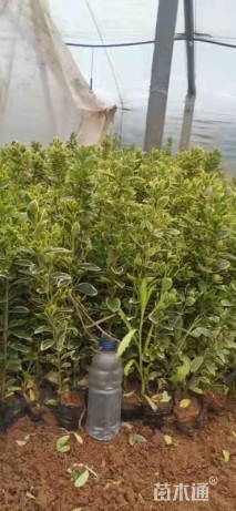 高度25厘米金边黄杨