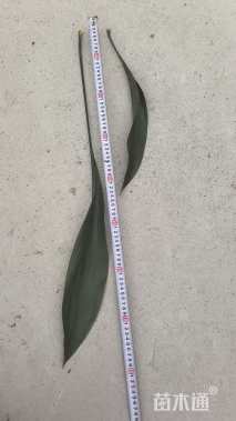 高度40厘米一叶兰